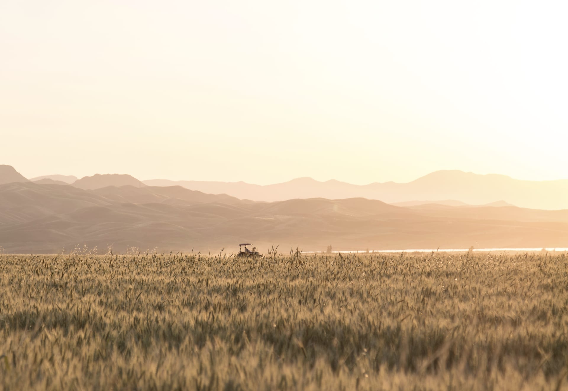 A wheat field at sunset, with hills behind.