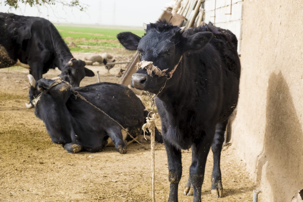 Cattle tethered in a farmyard in rural Iraq.