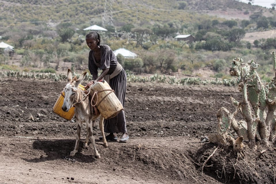 A woman loads water containers onto a donkey beside a field in Ethiopia.