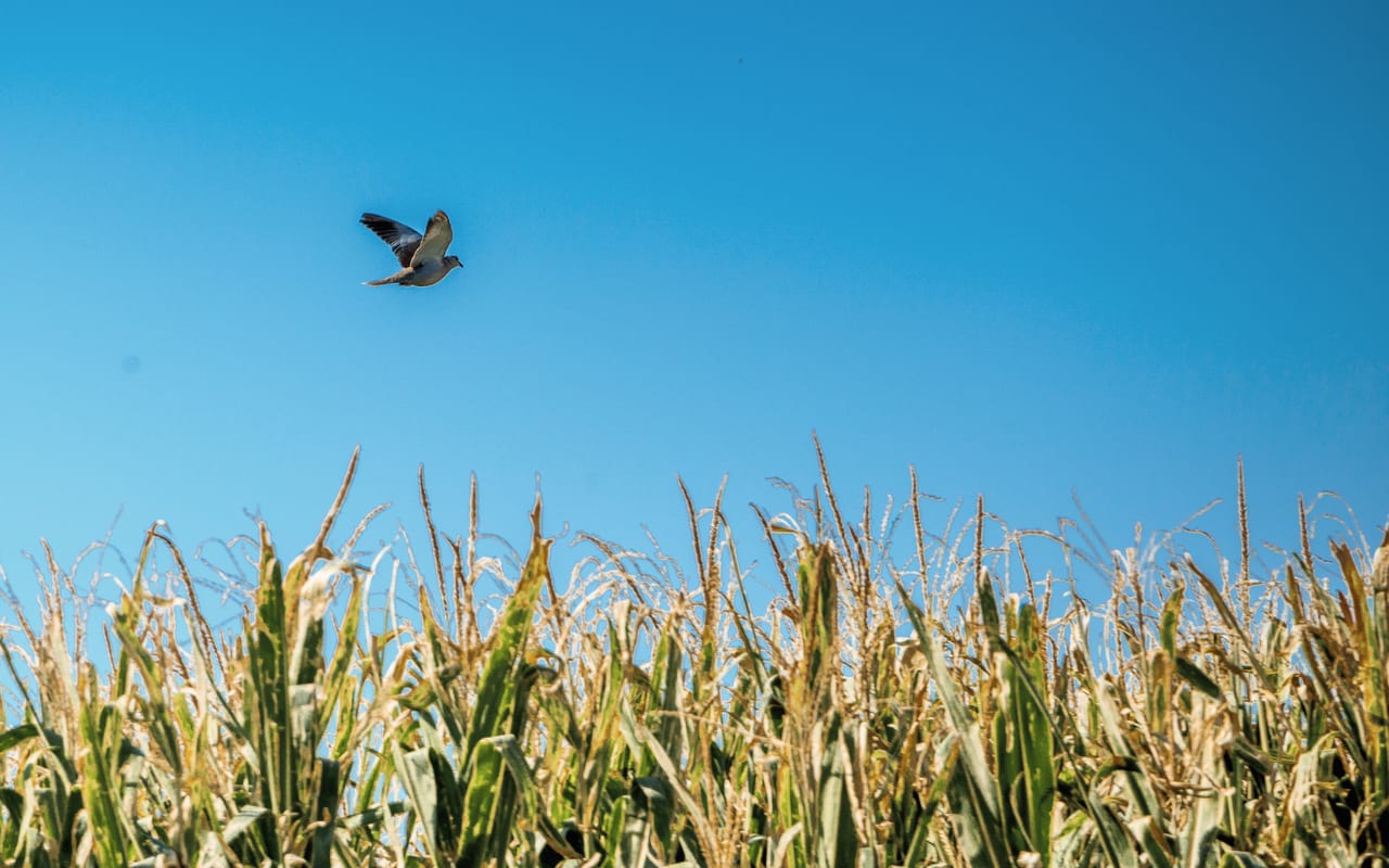 A bird in flight over a field of maize under a clear sky in Iraq.