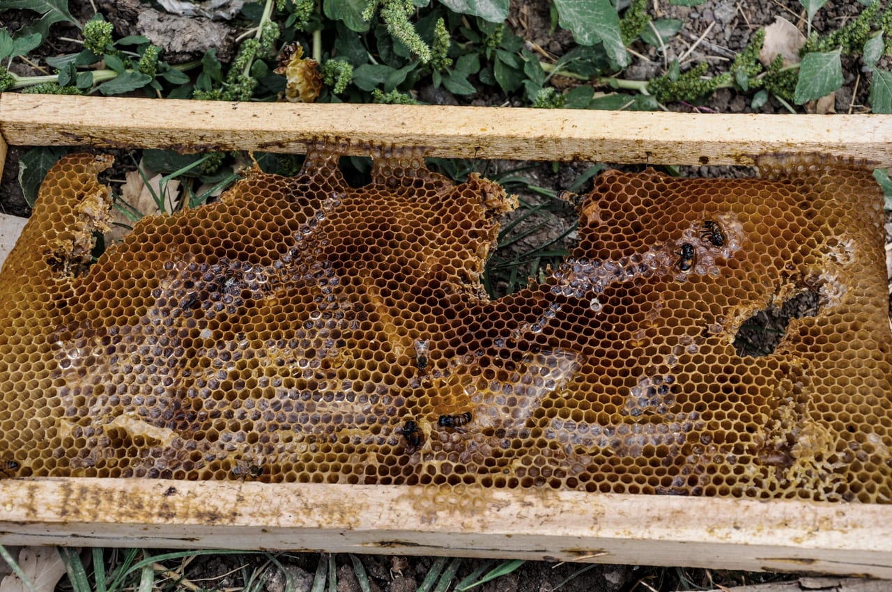 A wooden beehive frame filled with honeycomb.